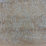 Lace Grace - Image 3