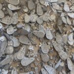 Δαντέλα χειροποίητη 3D ασημί - Image 2